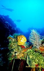 Roatan, Honduras. by Shawn Jackson 